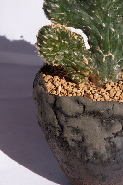 Opuntia Cylindrica Cristata