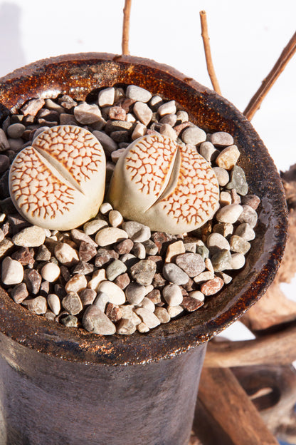 Lithops Julii