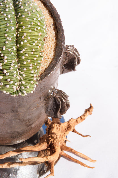 Echinopsis Eyriesii Cristata