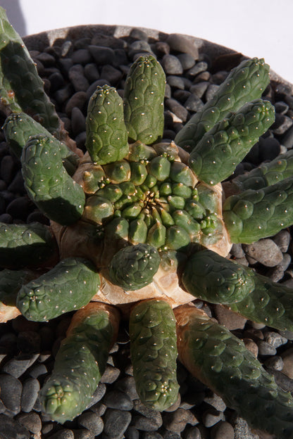 Euphorbia Inermis