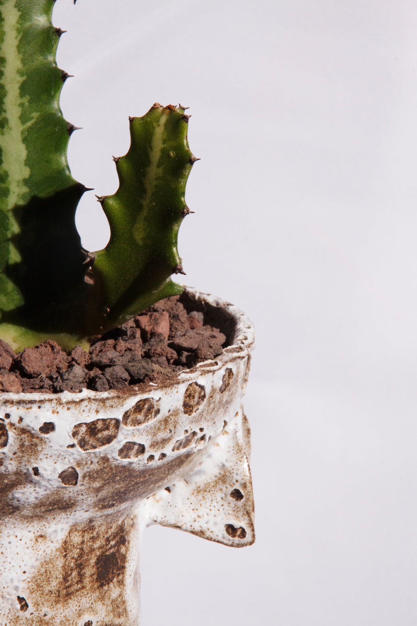 Euphorbia Lactea
