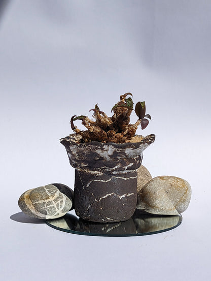 Ledebouria Socialis