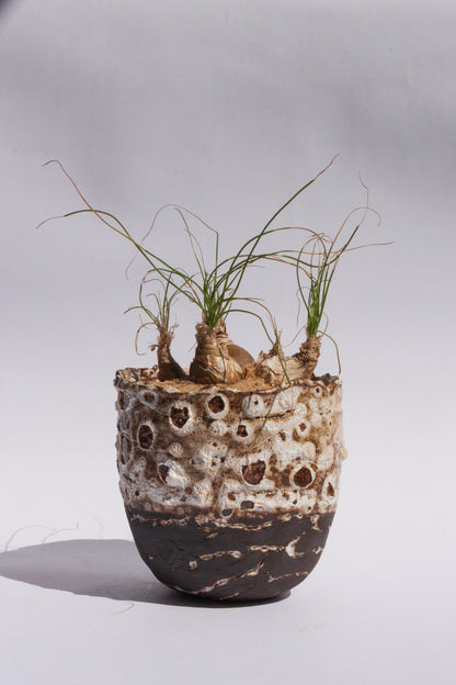 Albuca Polyphylla