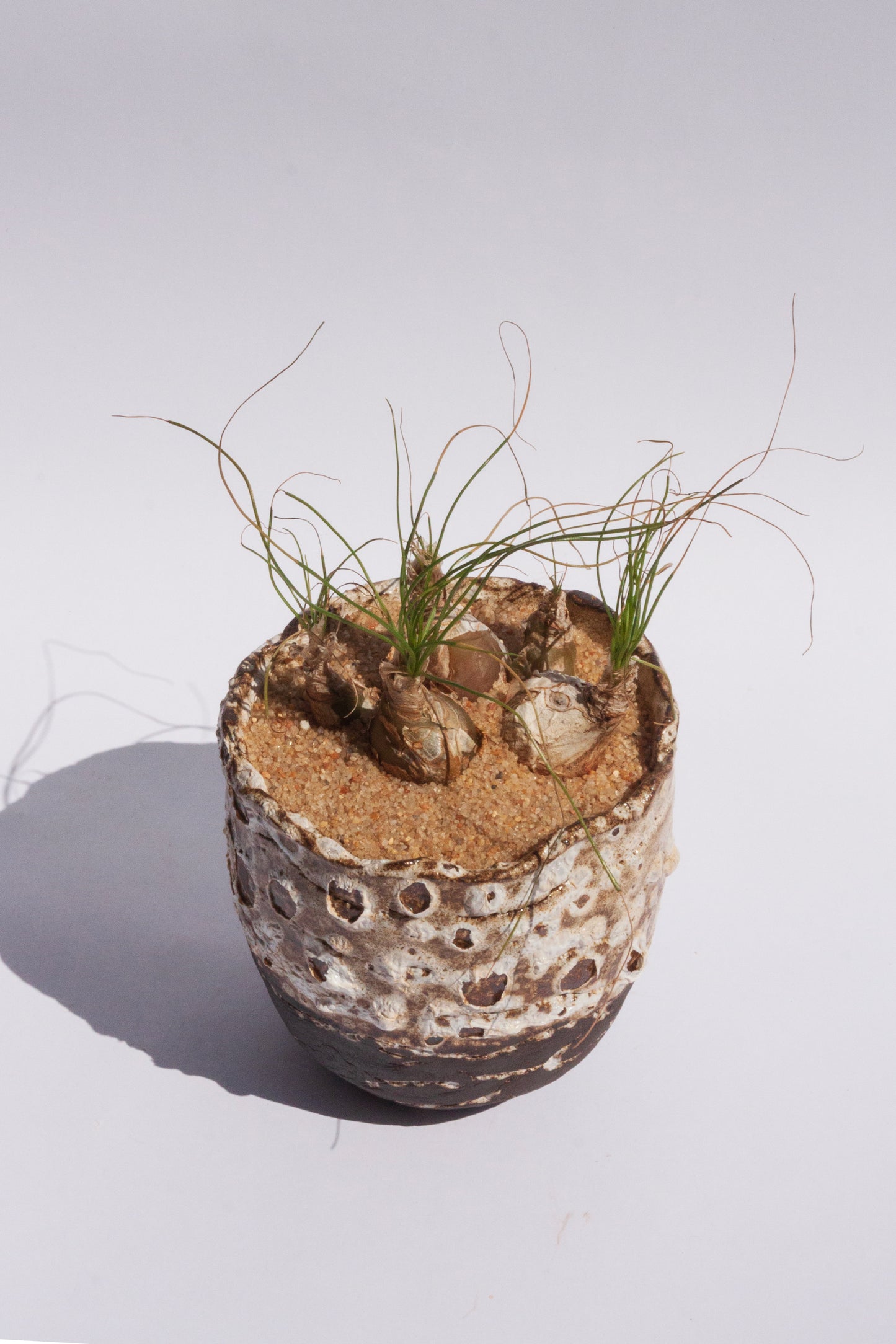 Albuca Polyphylla