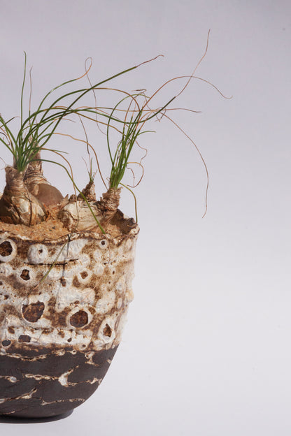 Albuca Polyphylla