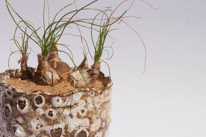 Albuca Polyphylla