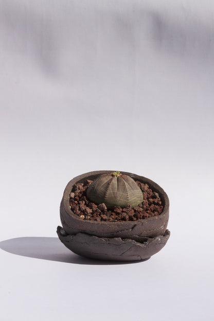 Euphorbia Obesa