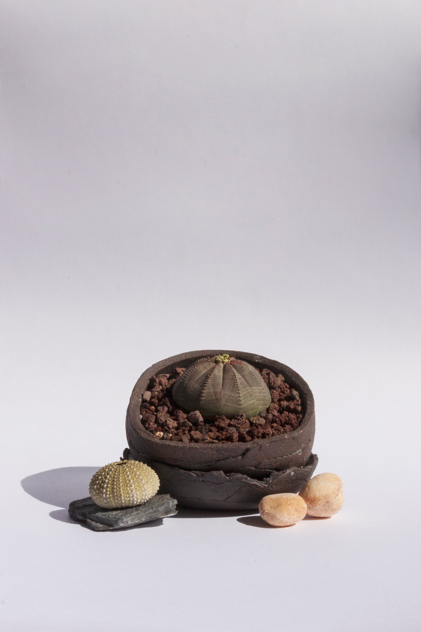 Euphorbia Obesa