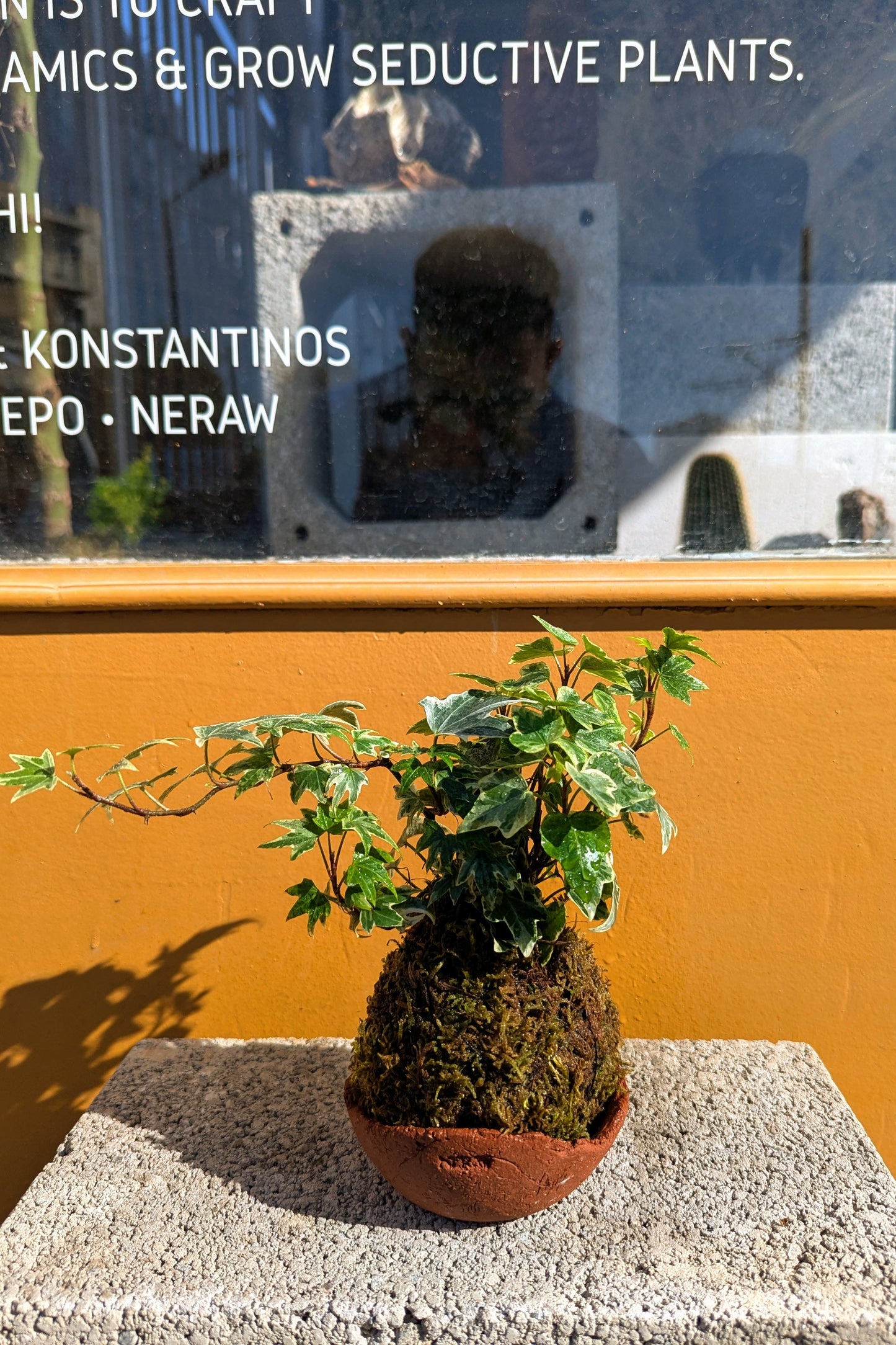 Kokedama Κισσός Tricolor & Κεραμικό Πιάτο