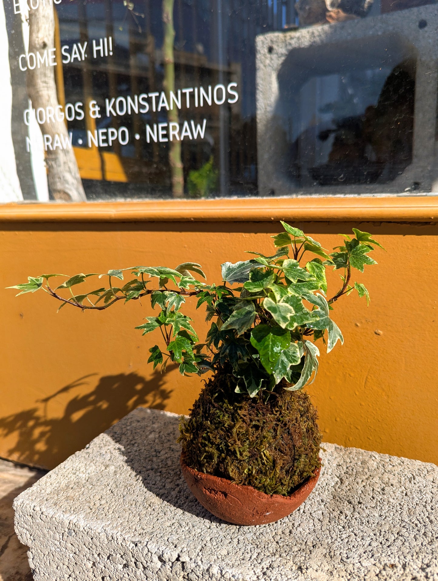 Kokedama Κισσός Tricolor & Κεραμικό Πιάτο