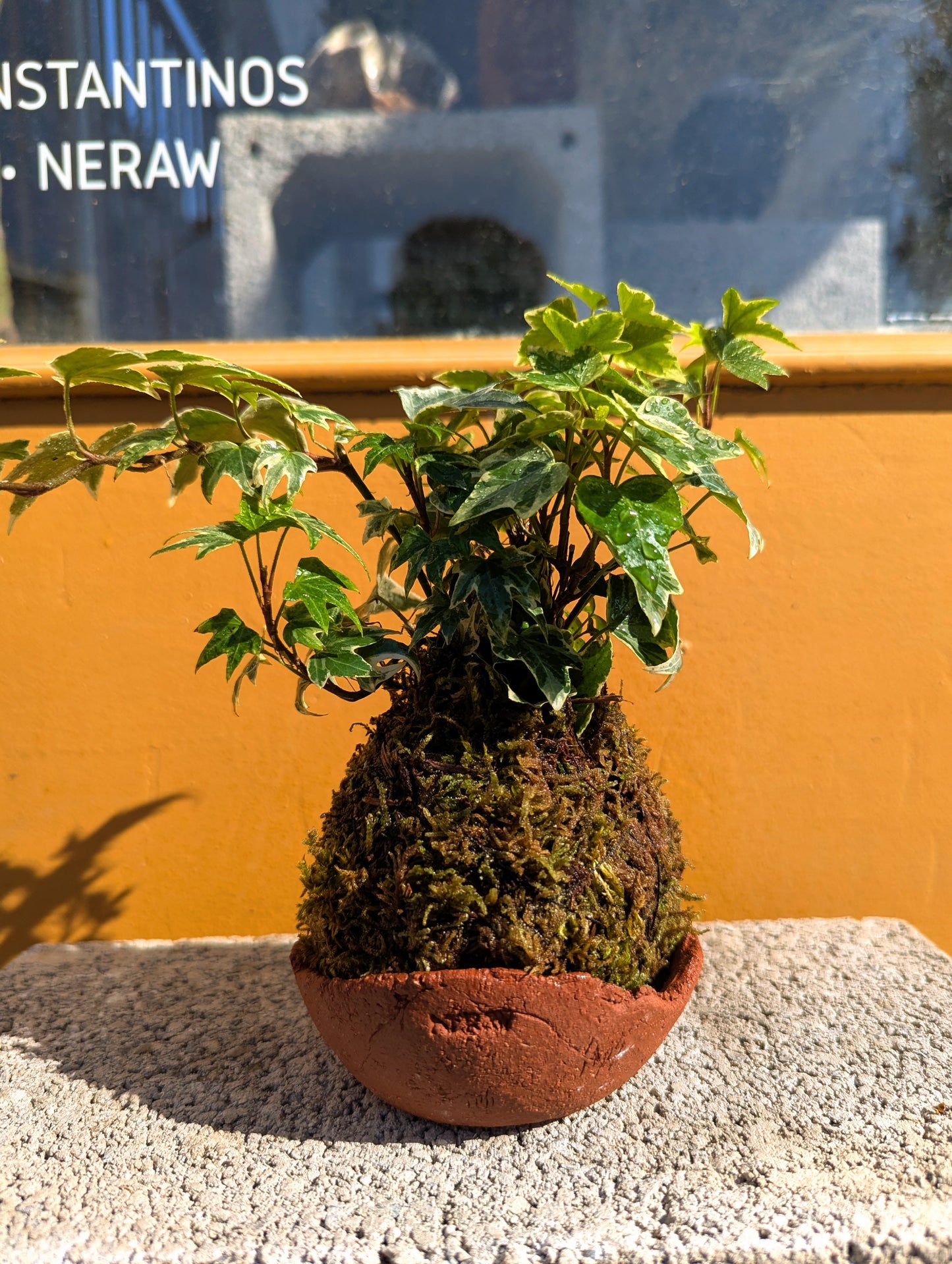 Kokedama Κισσός Tricolor & Κεραμικό Πιάτο