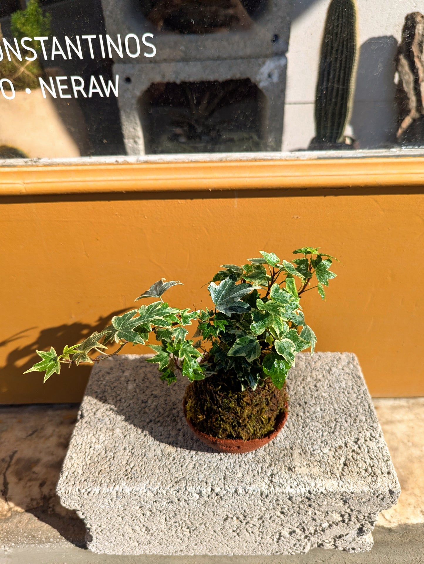 Kokedama Κισσός Tricolor & Κεραμικό Πιάτο