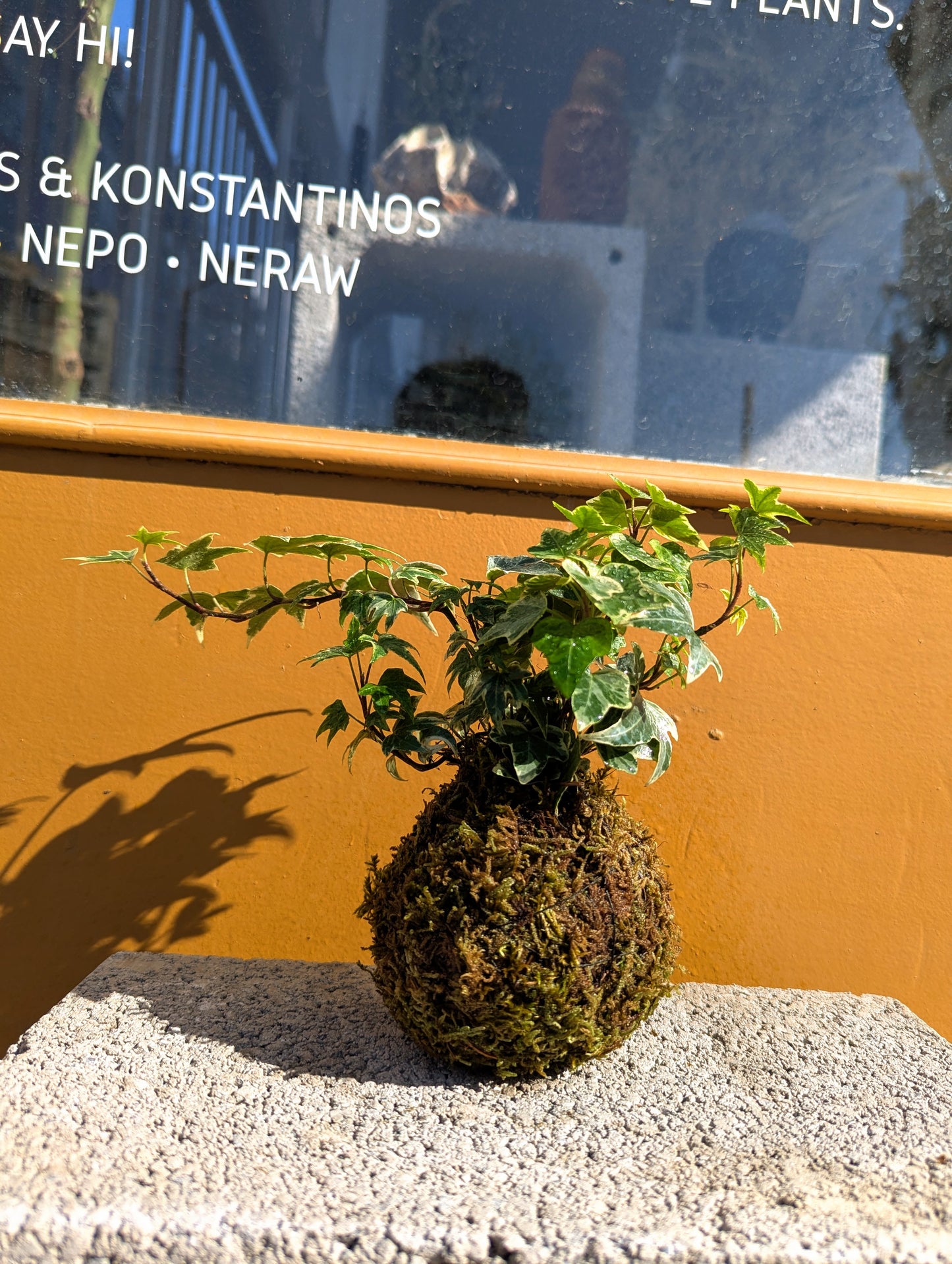 Kokedama Κισσός Tricolor & Κεραμικό Πιάτο