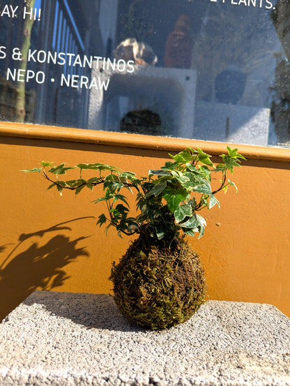 Kokedama Κισσός Tricolor & Κεραμικό Πιάτο
