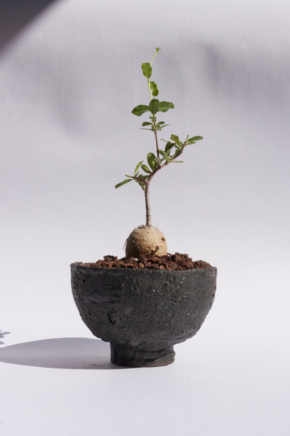 Fockea Edulis