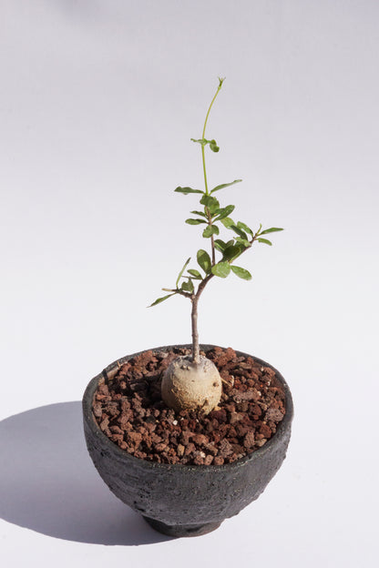 Fockea Edulis