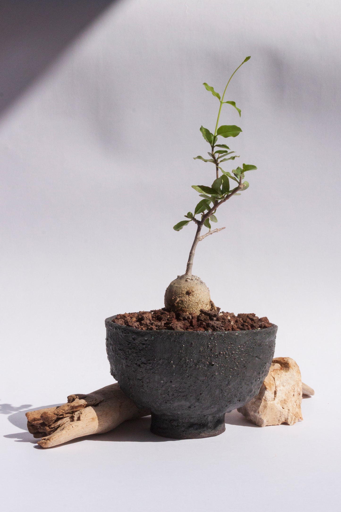 Fockea Edulis