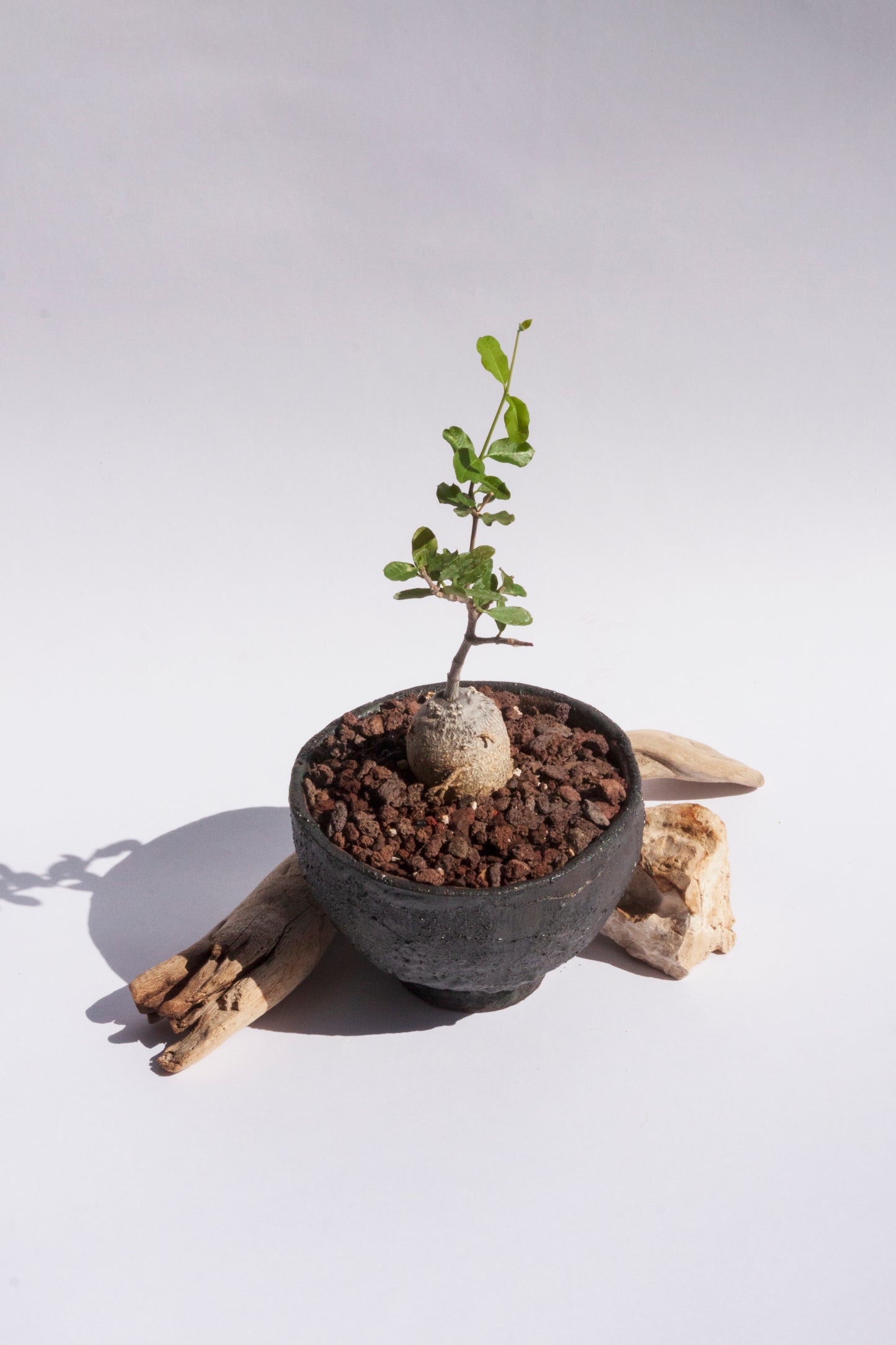 Fockea Edulis