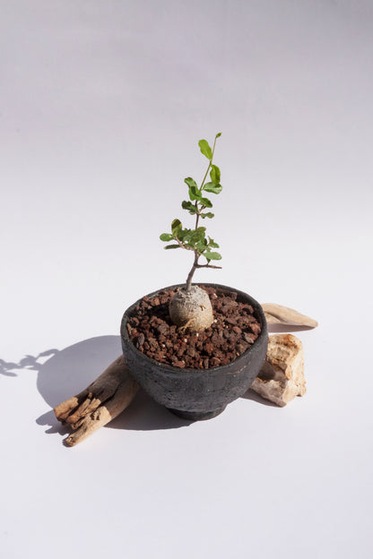 Fockea Edulis