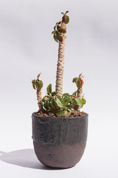 Dorstenia Foetida