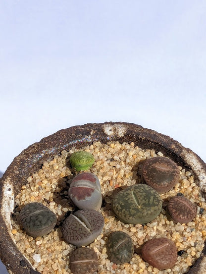 Lithops