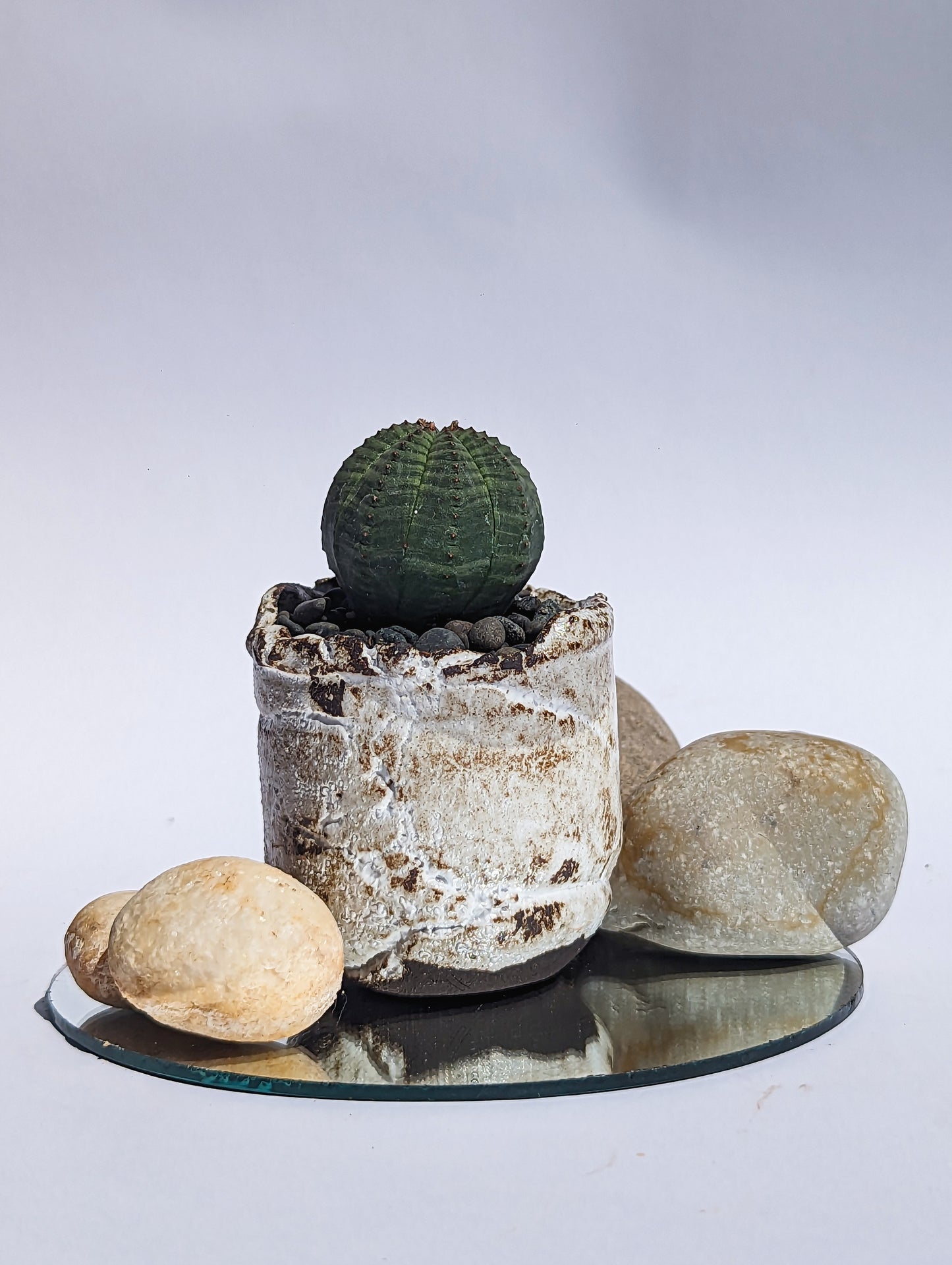 Euphorbia Obesa III
