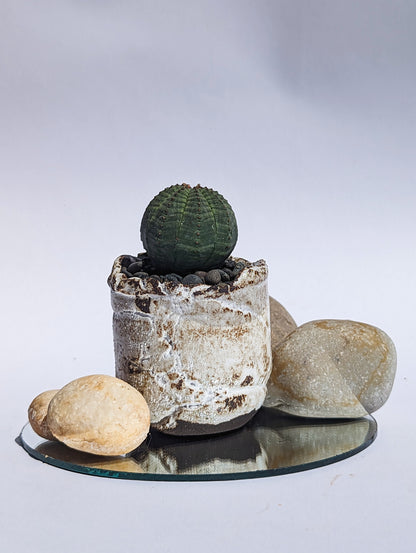 Euphorbia Obesa III