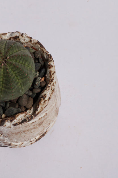 Euphorbia Obesa III