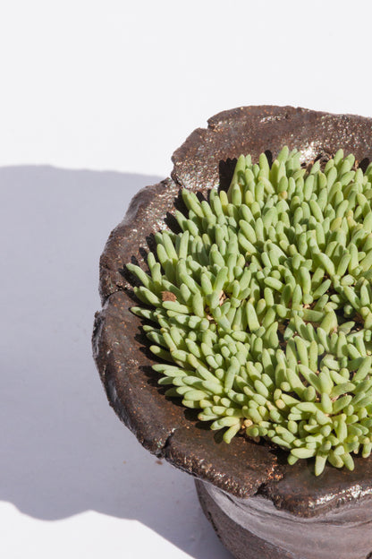 Delosperma Sphalmanthoides