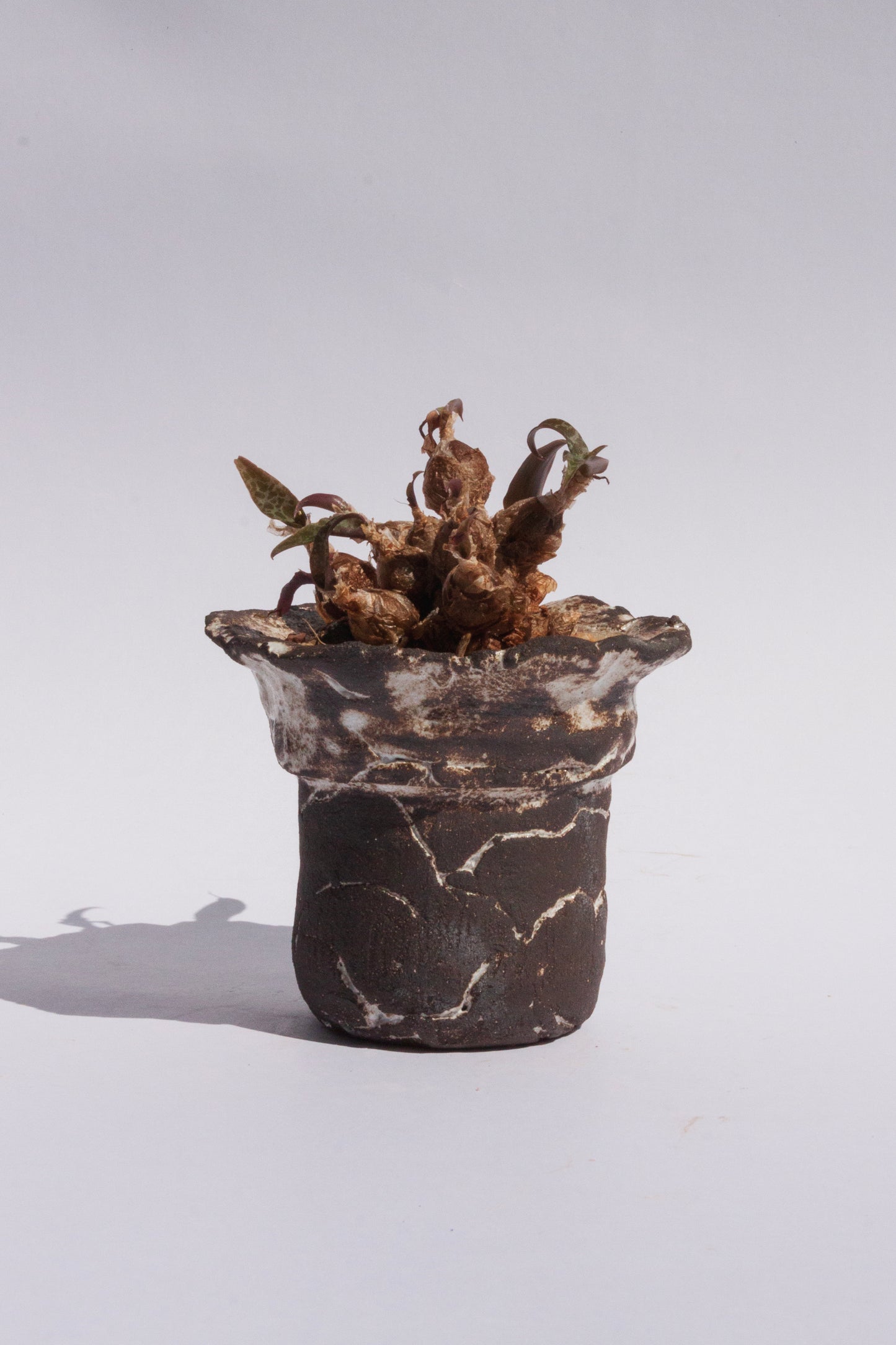 Ledebouria Socialis