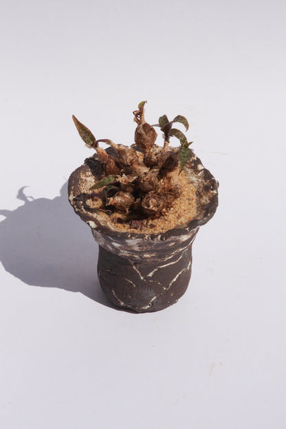 Ledebouria Socialis