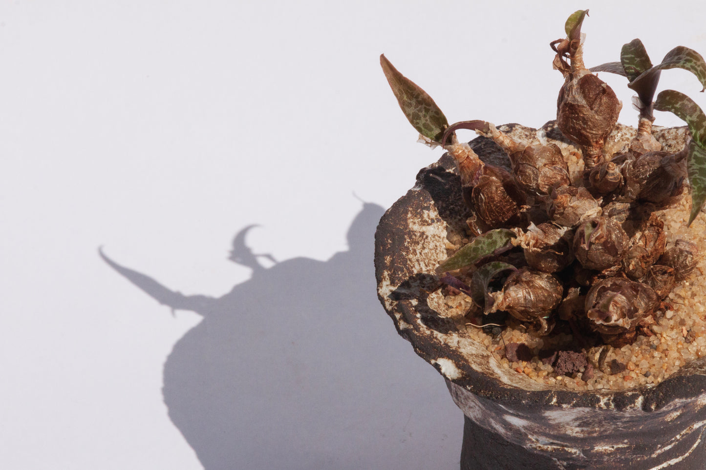 Ledebouria Socialis