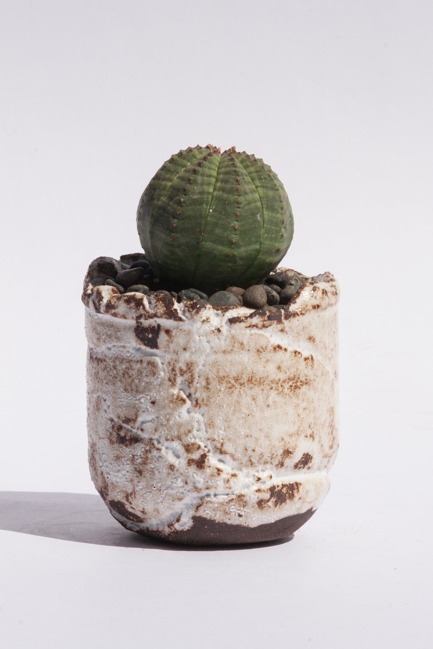 Euphorbia Obesa III