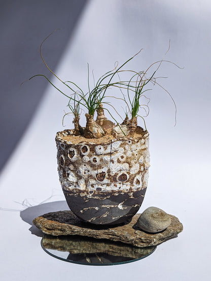 Albuca Polyphylla