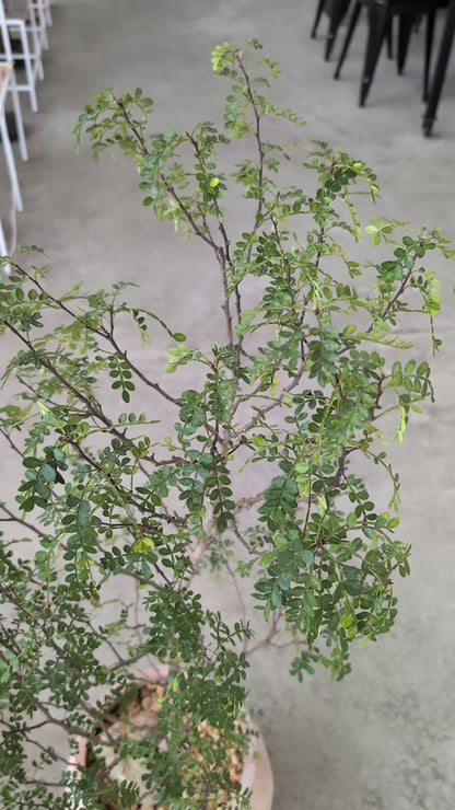 Chinese Pepper Tree in Sand Ceramic – Styled by Neraw