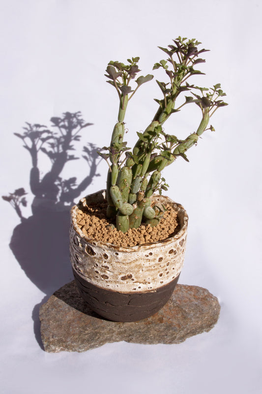 Senecio Articulatus