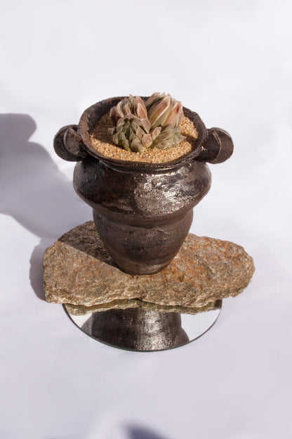 Haworthia Variegata Cooperi Pilifera