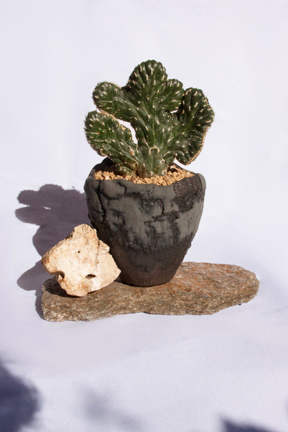 Opuntia Cylindrica Cristata