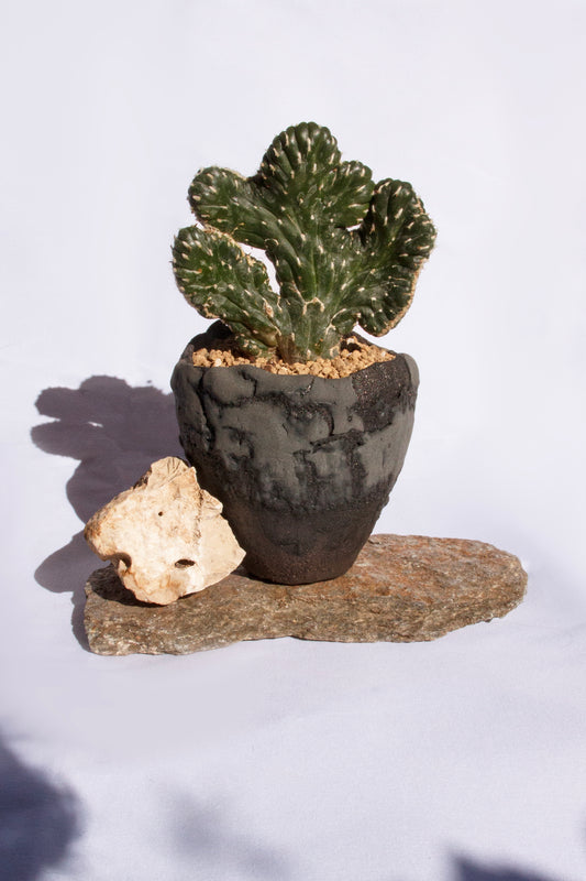 Opuntia Cylindrica Cristata