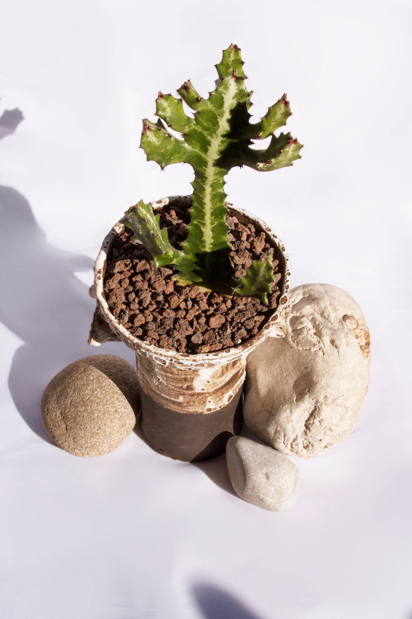 Euphorbia Lactea