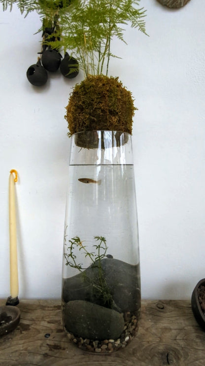 Floating Forest: Glass Vase Water Ecosystem