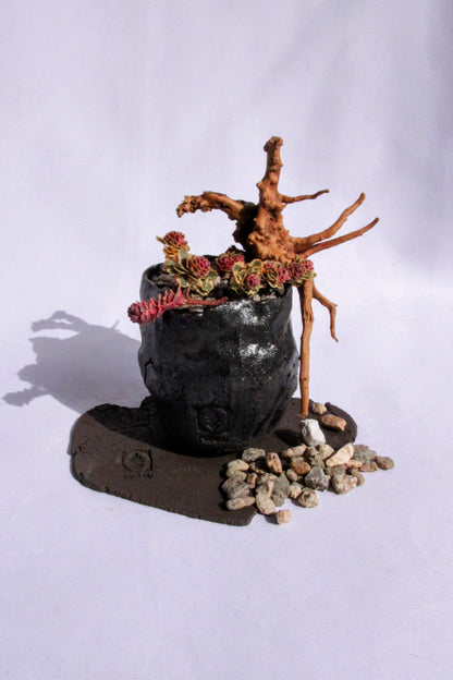 Sedum Takesimense Atlantis