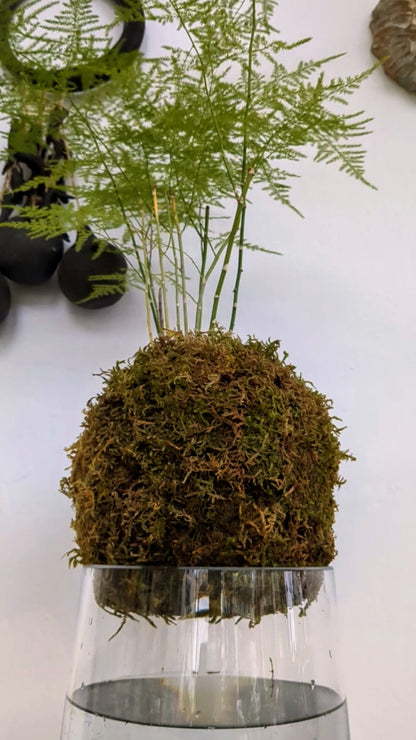 Floating Forest: Glass Vase Water Ecosystem