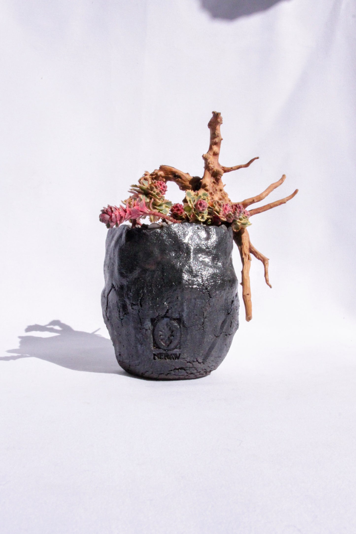 Sedum Takesimense Atlantis