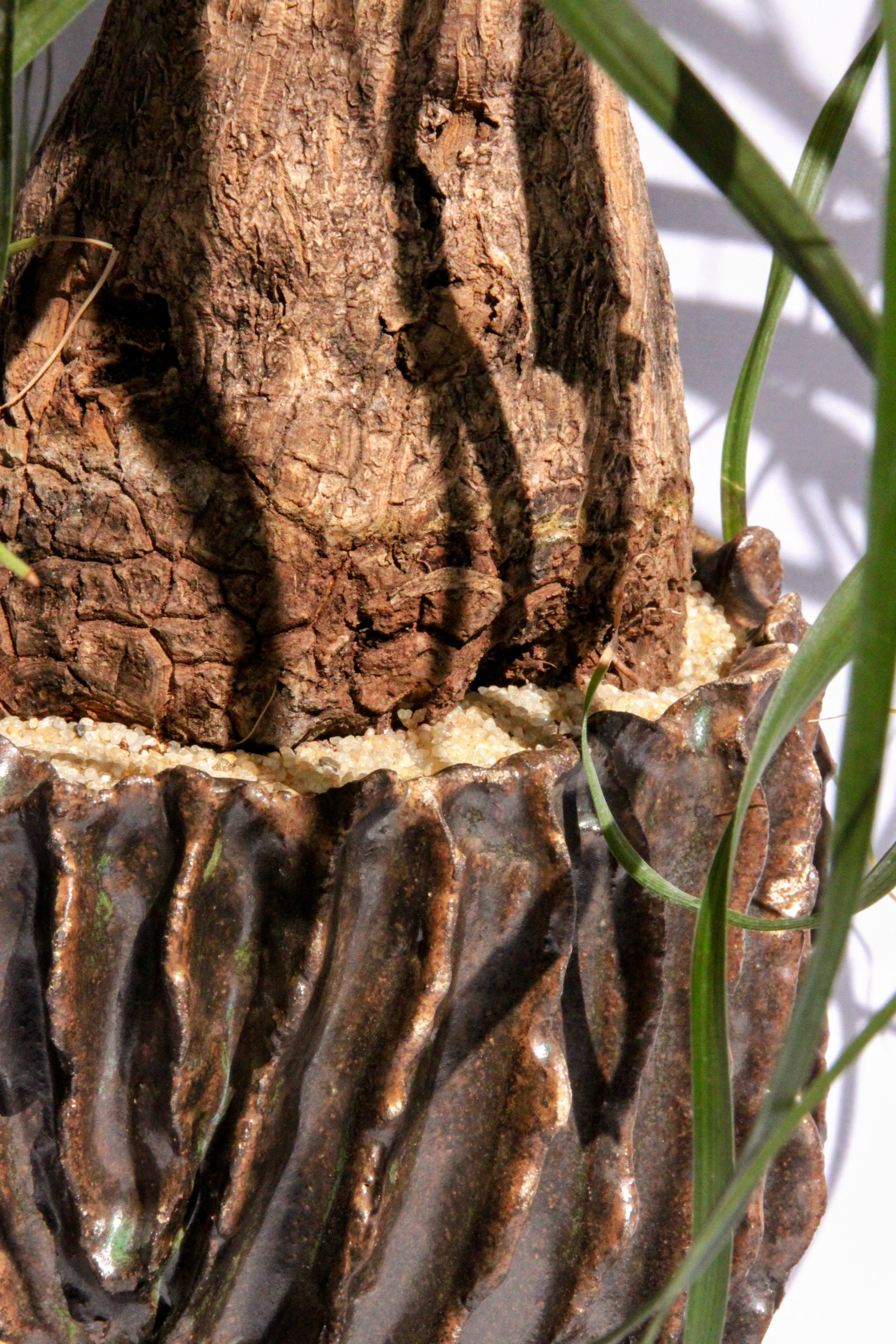 root system of a ponytail palm Beaucarnea Pony Tail Palm
