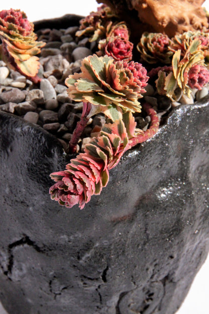 Sedum Takesimense Atlantis