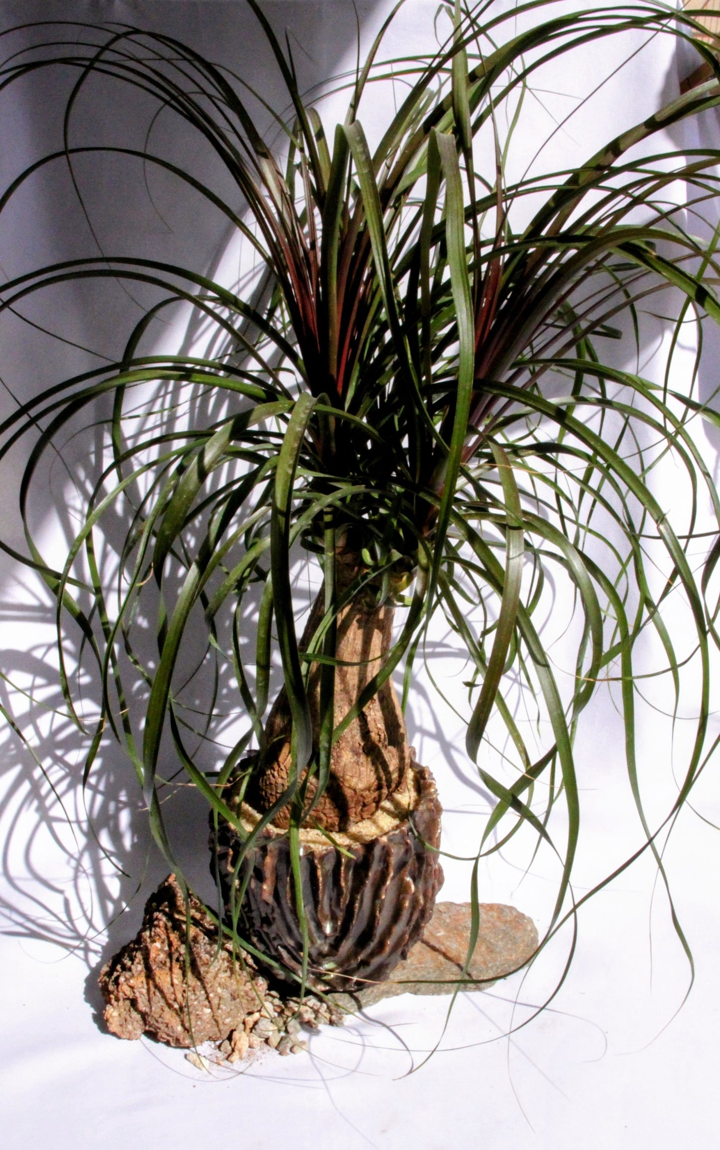 ponytail palm freeze tolerance Beaucarnea Pony Tail Palm