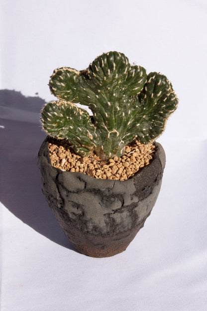 Opuntia Cylindrica Cristata