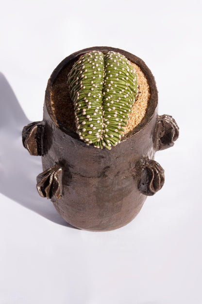 Echinopsis Eyriesii Cristata