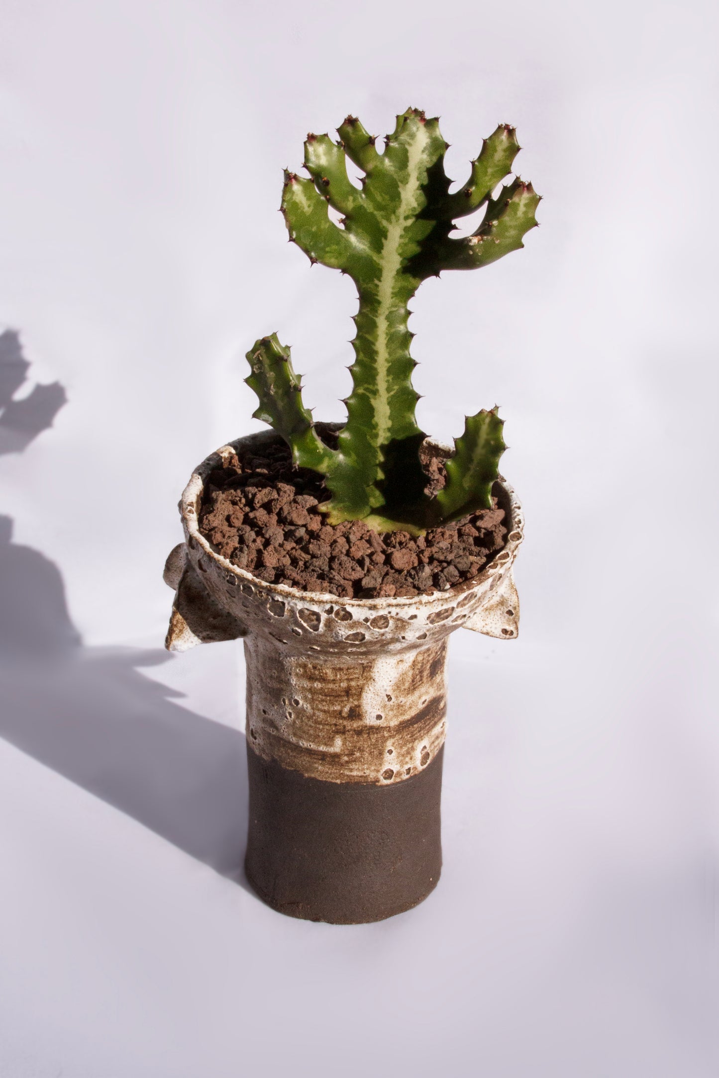 Euphorbia Lactea